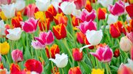 SOLIDARITÉ – la tulipe contre le cancer à Meillon